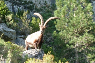 Macho montes de Beceite Beceite Ibex