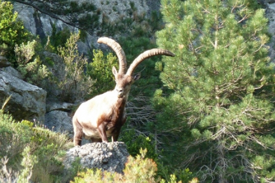 Macho montes de Beceite Beceite Ibex