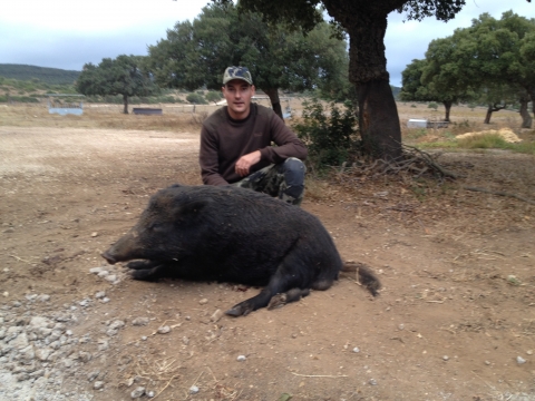 Wild Boar Spanish Pig