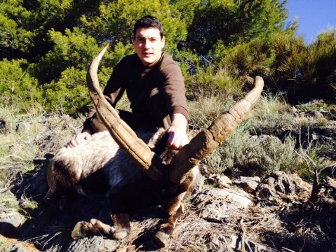 South east  Ibex (Sierra Nevada) Spanish Ibex