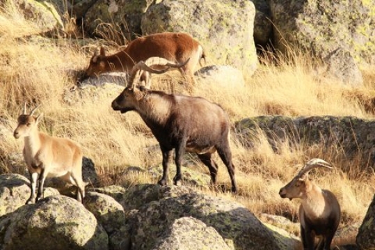 Gredos Spanish Ibex