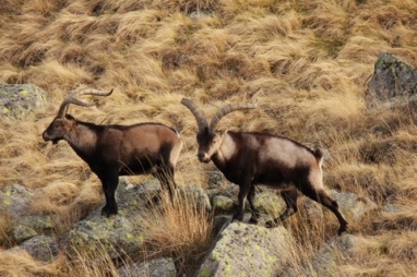 Gredos Spanish Ibex