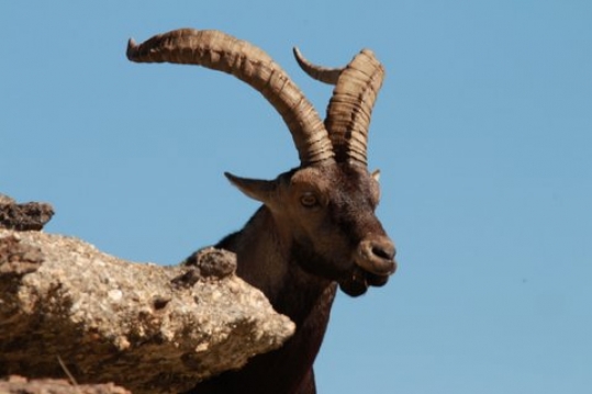 Gredos Spanish Ibex