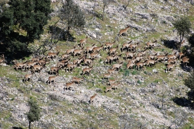 South east  Ibex (Sierra Nevada) Spanish Ibex