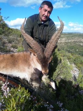 Ronda Ibex  Spanish Ibex