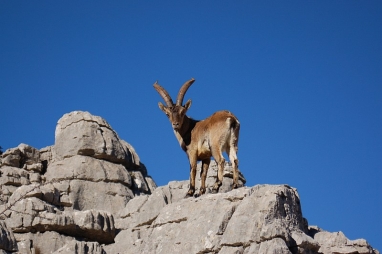 Ronda Ibex  Spanish Ibex