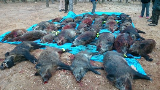 South West Zone Spanish Hunting